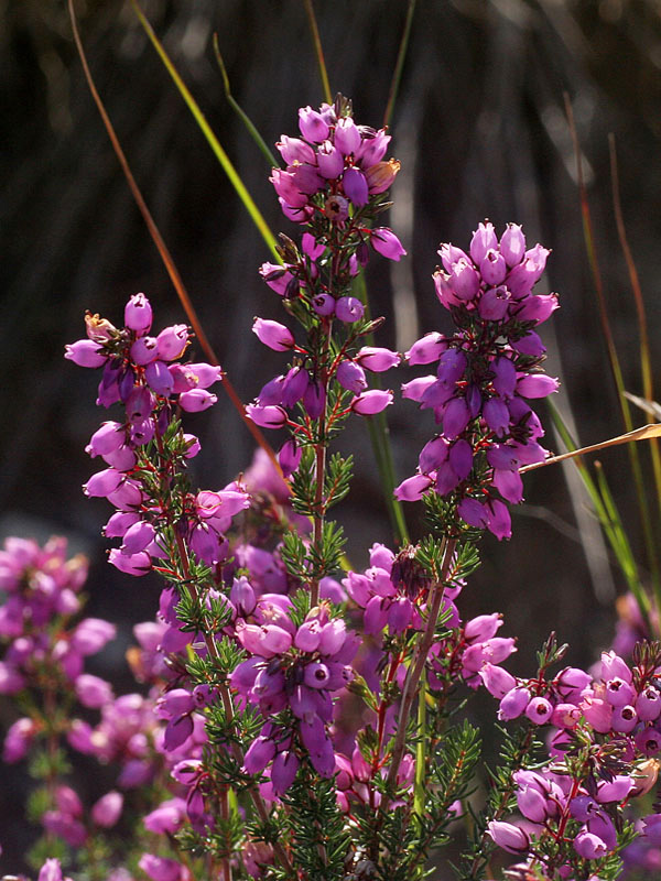 Erica cinerea - Scopa cenerina